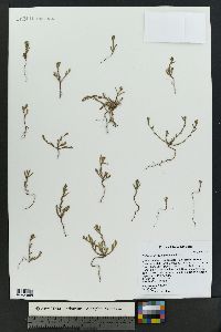 Polygonum sawatchense image