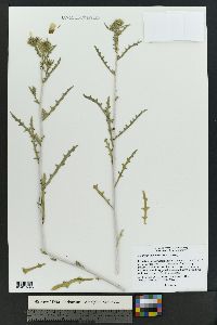 Mentzelia multiflora image