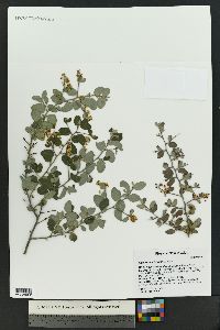 Ceanothus fendleri image