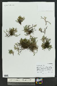 Selaginella densa image