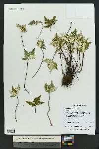 Notholaena standleyi image