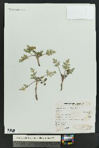 Cymopterus newberryi image