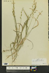 Echinochloa colona image