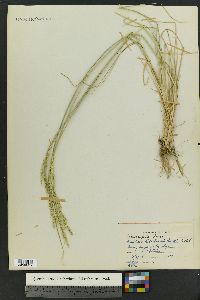 Poa secunda var. ampla image