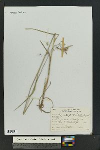 Bromus porteri image