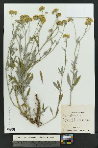 Bahia absinthifolia var. absinthifolia image