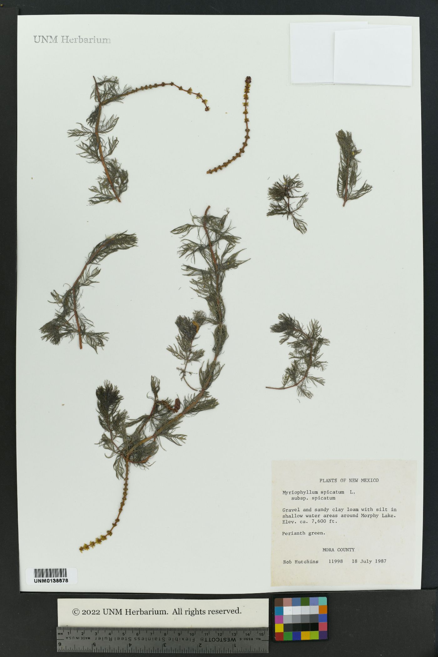Myriophyllum spicatum subsp. spicatum image
