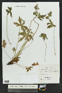 Geranium richardsonii image