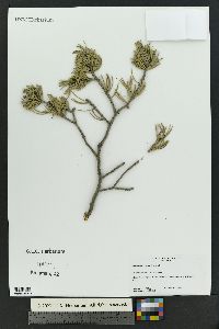 Pinus edulis image