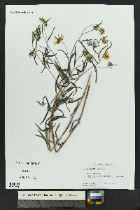 Heliomeris multiflora image