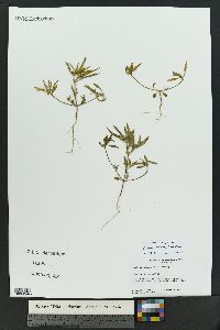 Euphorbia exstipulata image