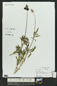 Ratibida columnifera image