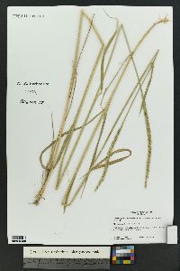 Elymus x pseudorepens image