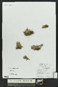 Selaginella densa image