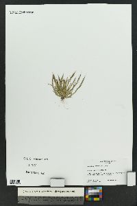 Muhlenbergia brevis image