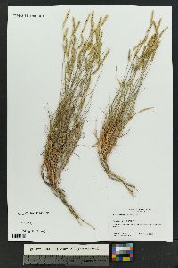 Bouteloua barbata var. rothrockii image