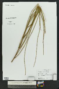 Ephedra trifurca image