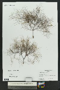 Eriogonum trichopes image