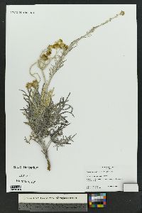 Hymenopappus flavescens image