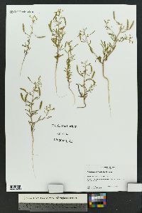 Polanisia jamesii image