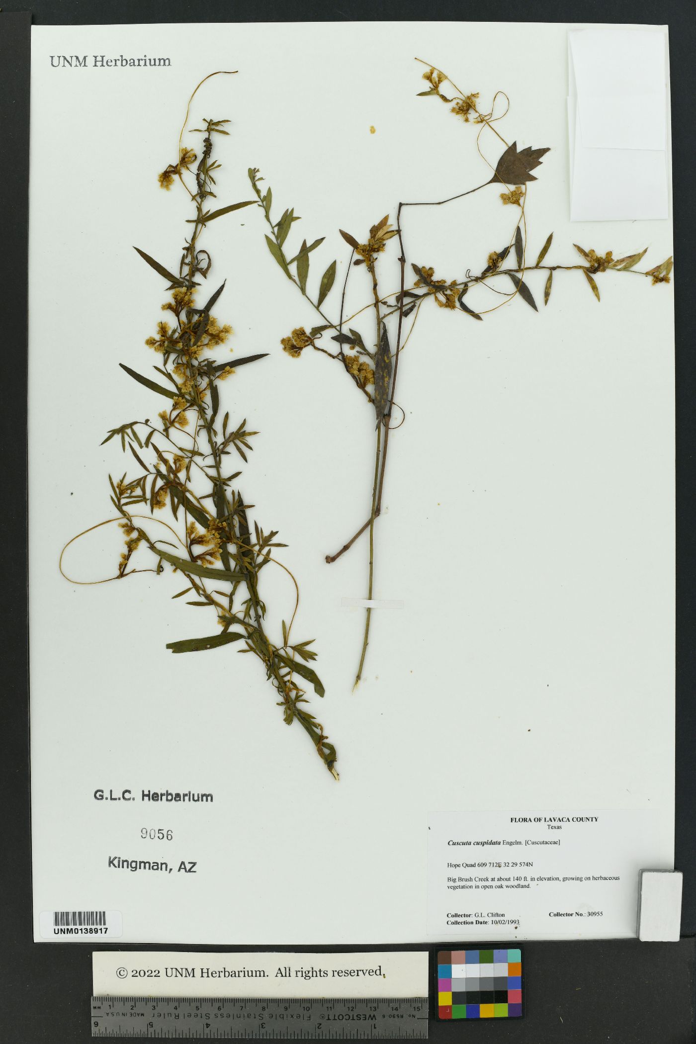 Cuscuta cuspidata image