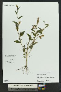 Ludwigia decurrens image