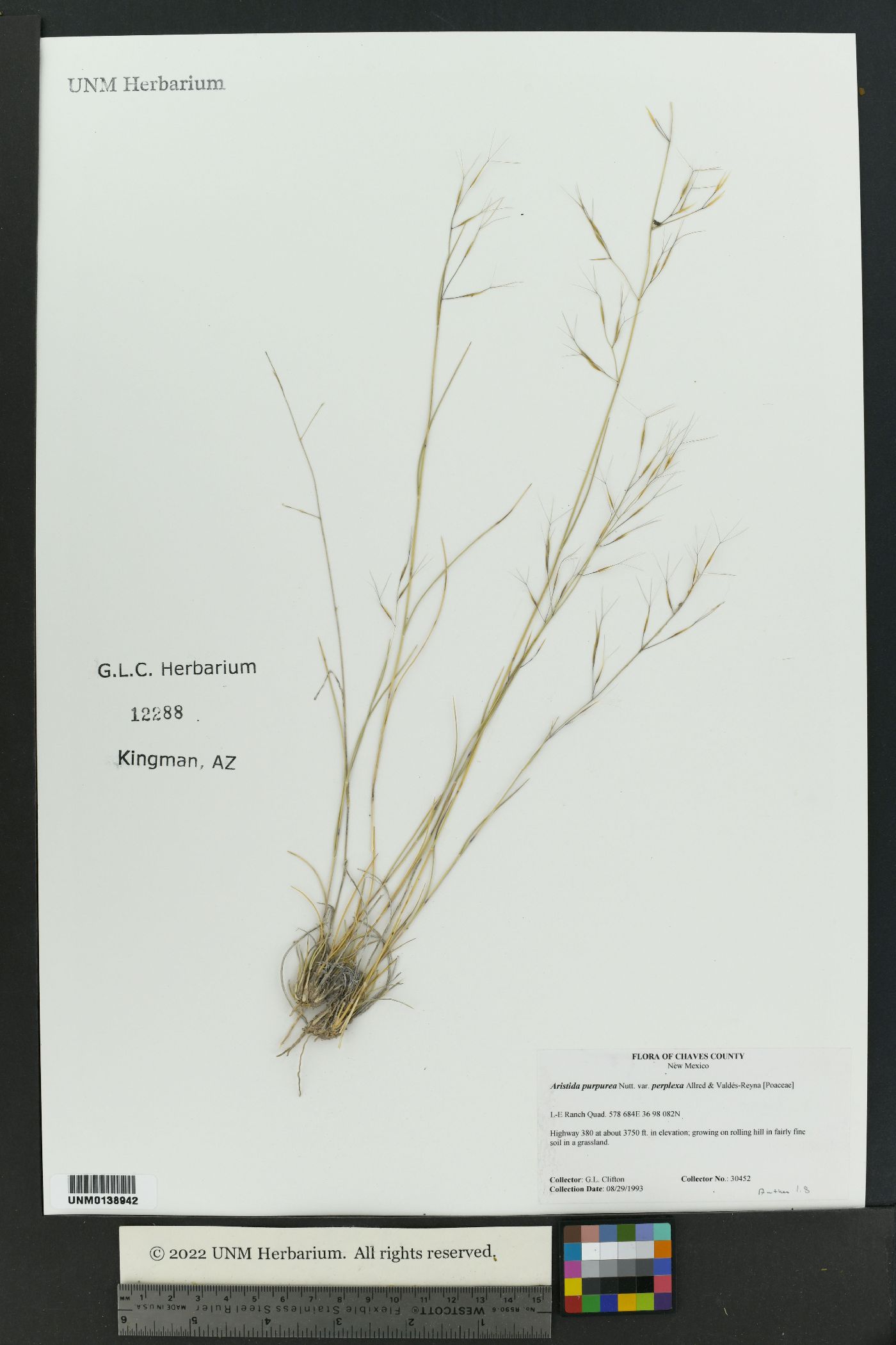 Aristida purpurea var. perplexa image