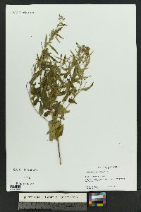 Tragia betonicifolia image