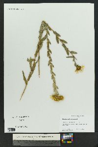 Grindelia lanceolata image