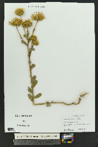 Grindelia ciliata image