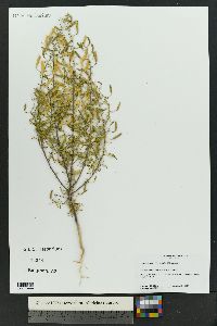 Polanisia jamesii image