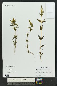 Gentianella amarella image