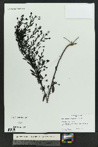 Mecardonia acuminata image