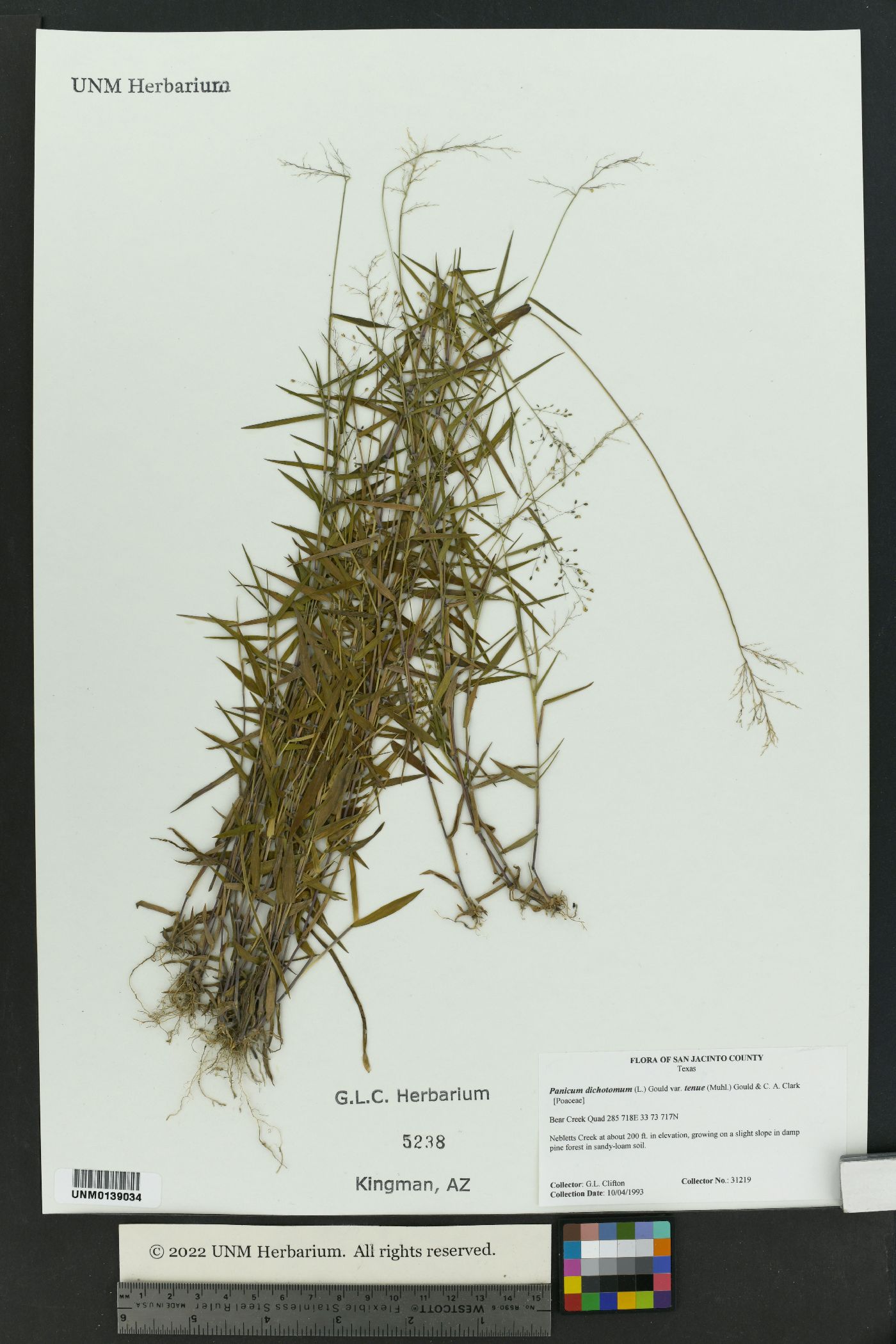 Panicum dichotomum var. tenue image