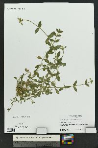 Cerastium fontanum var. vulgare image