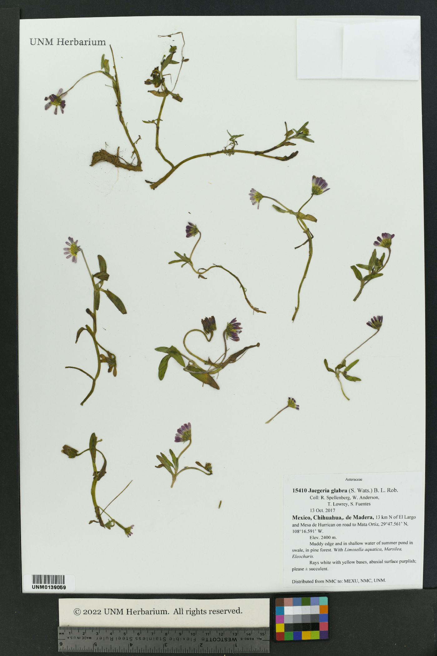 Jaegeria glabra image