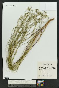 Euphorbia strictior image