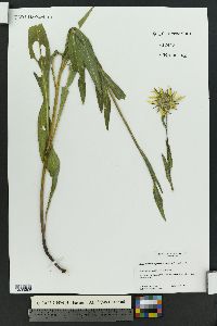 Helianthella quinquenervis image