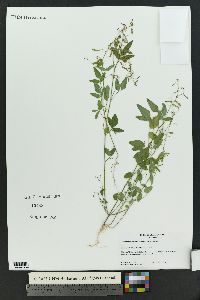 Desmodium neomexicanum image