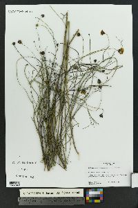 Thelesperma megapotamicum image