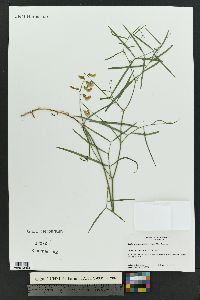 Lathyrus graminifolius image