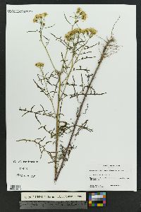 Senecio eremophilus image