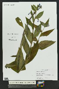 Mertensia franciscana image