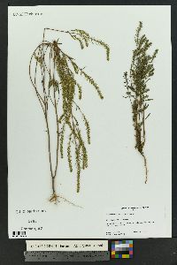 Iva angustifolia image