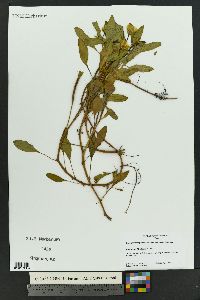 Ludwigia grandiflora image