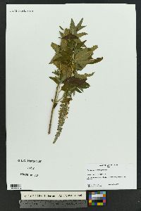 Image Associated With the Occurence