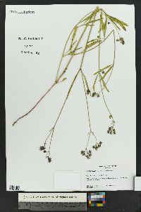 Mirabilis linearis image