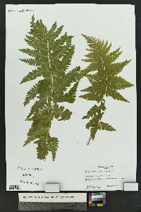 Dryopteris filix-mas image