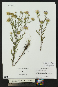 Dieteria canescens var. glabra image