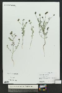 Dalea polygonoides image